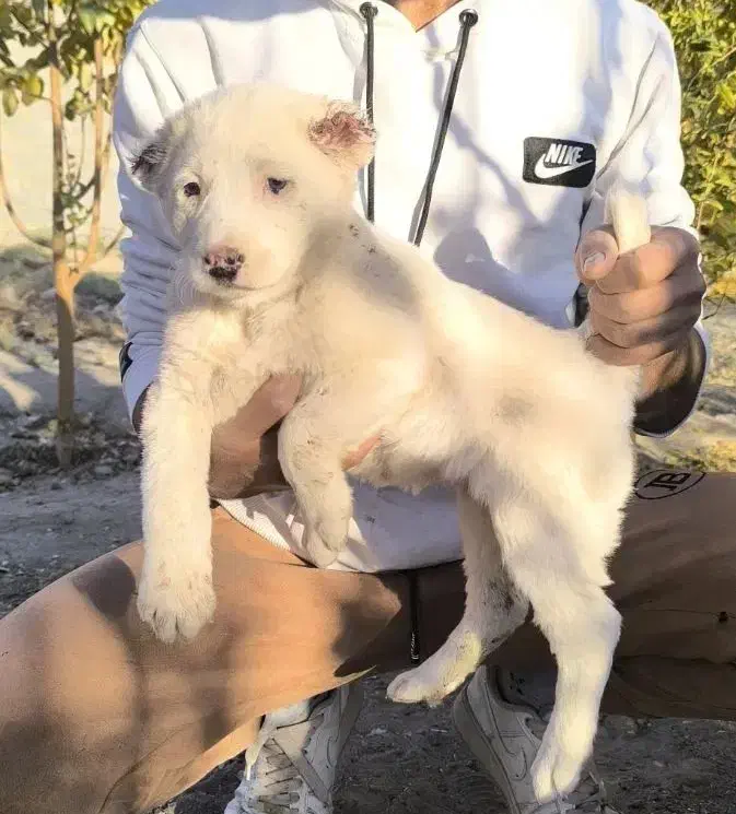 سگ قدر جونی|سگ|سیرجان, |دیوار