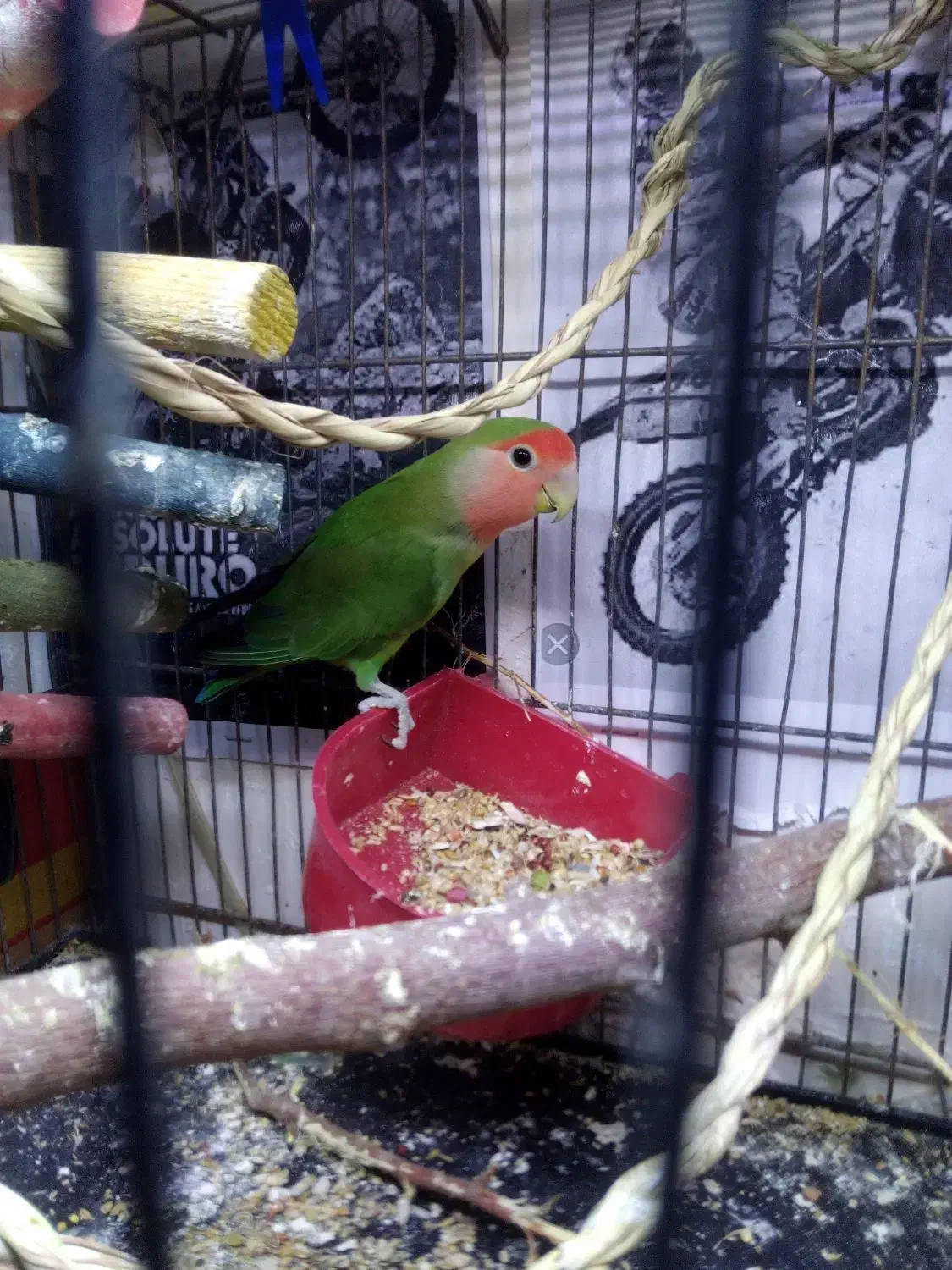 کوتوله عروس هلندی|پرنده|قم, انصار‌الحسین|دیوار