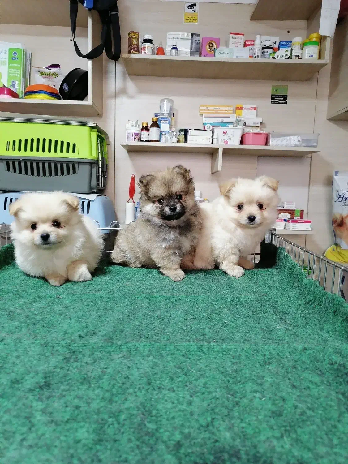 سگ. پامر خرسی روباهی پامرانین عروسکی|سگ|کرج, فاز ۴ مهرشهر|دیوار