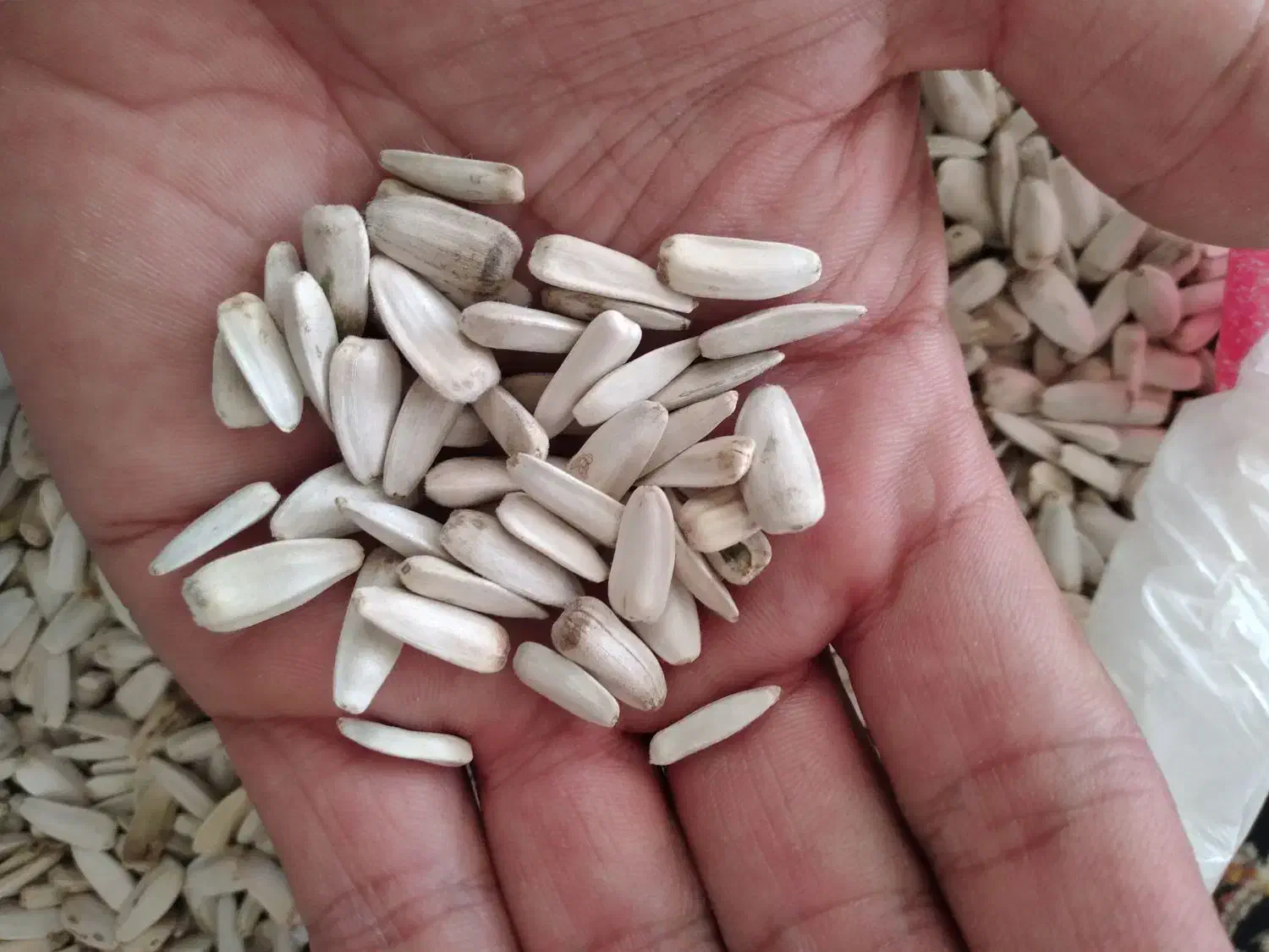 تخمه آفتابگردان درجه یک کلی|خوردنی و آشامیدنی|نیشابور, شهرک قدس|دیوار