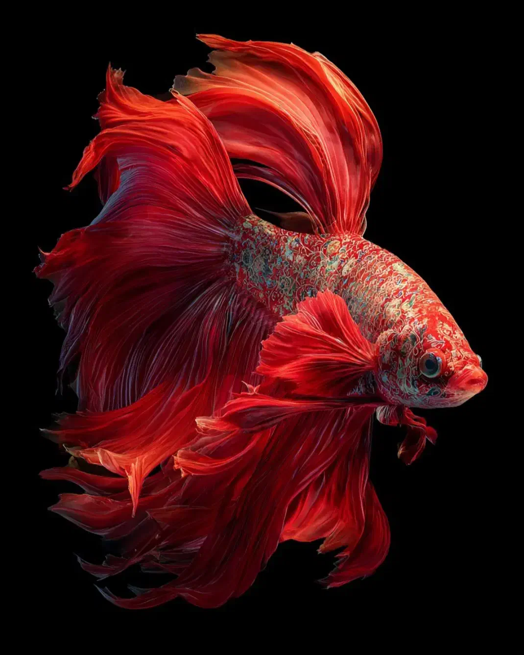 آکواریوم لیانادرشادگان|ماهی|شادگان, |دیوار