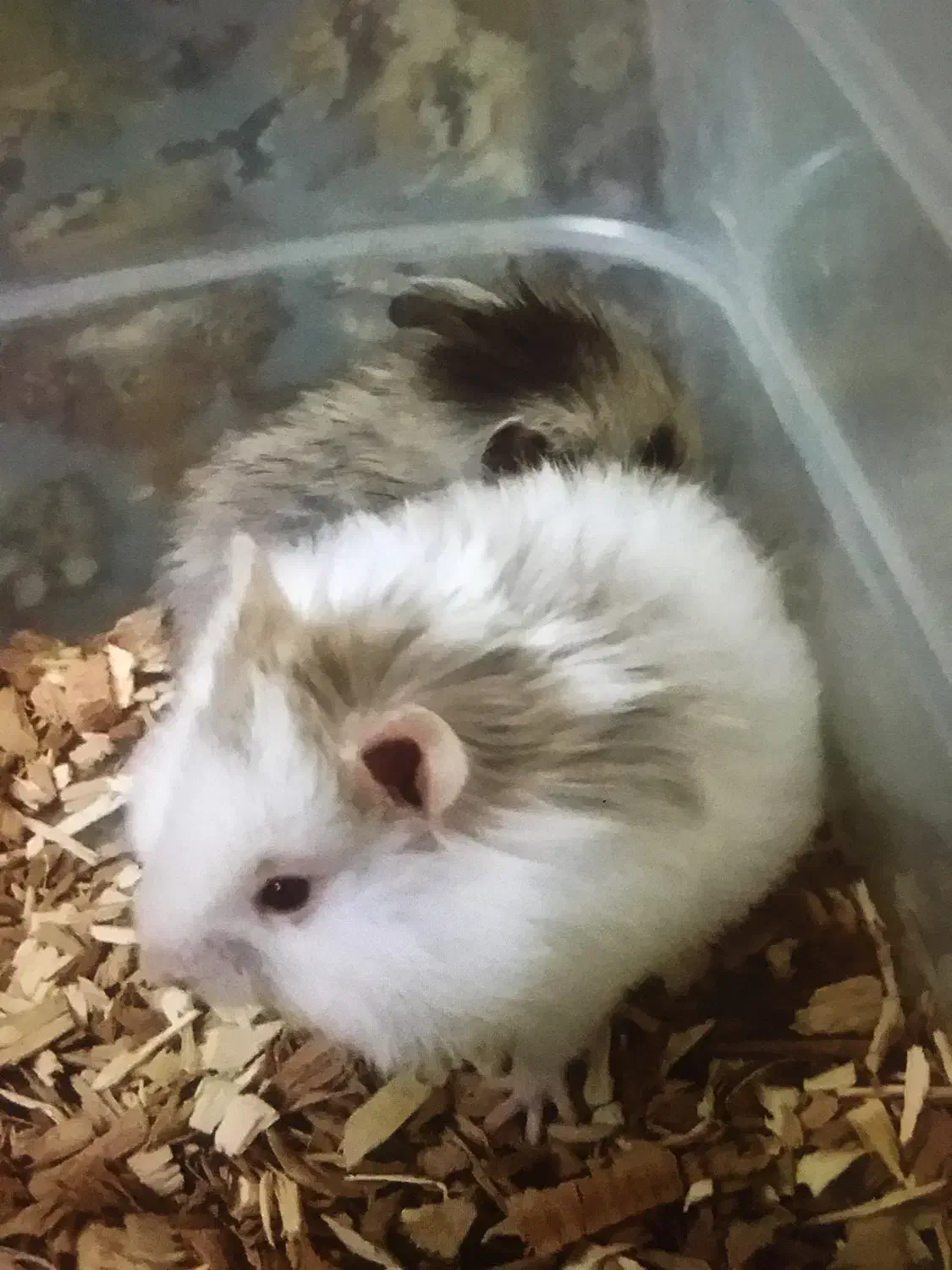 همستر  نژاد سوری|موش و خرگوش|ابهر, |دیوار