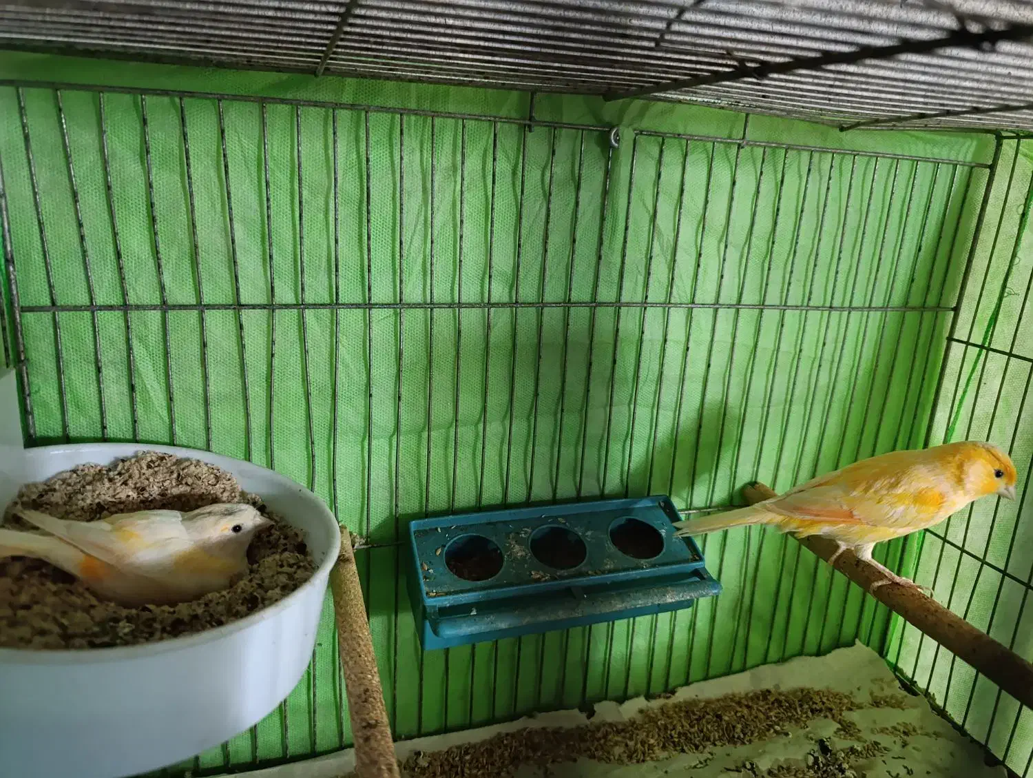 یک جفت قناری|پرنده|قم, ولیعصر|دیوار