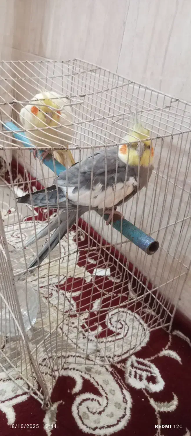 عروسهلندی|پرنده|رضویه, |دیوار