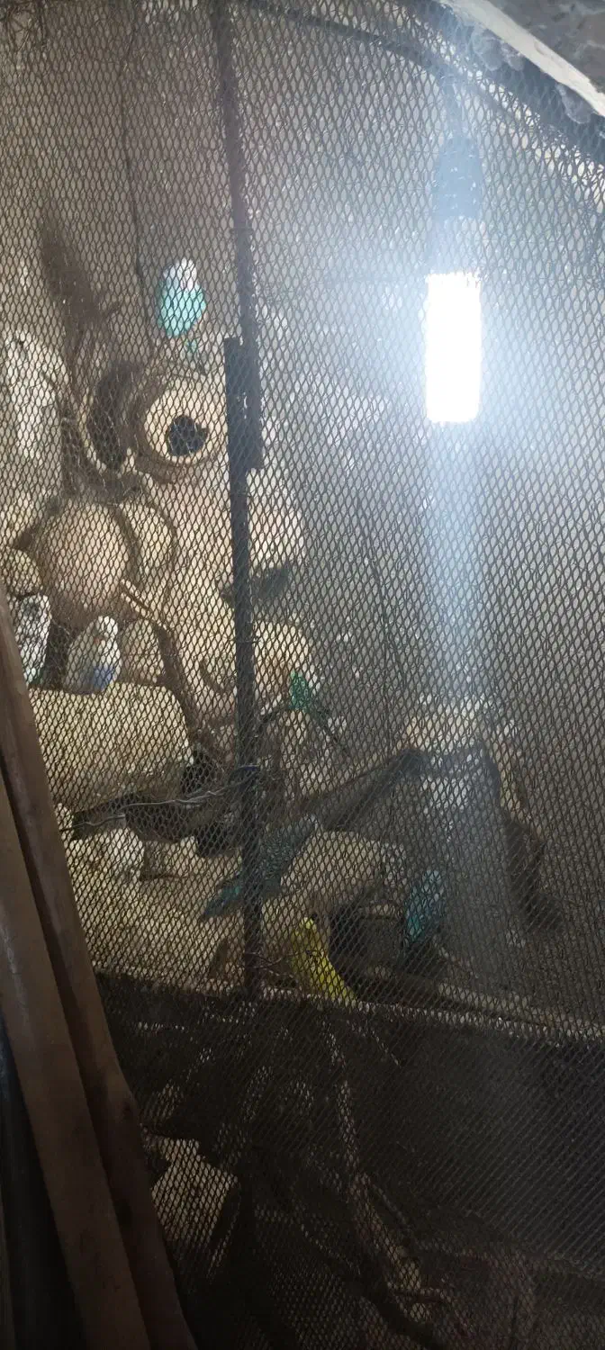 فروش مرغ عشق یکجا|پرنده|نگین شهر, |دیوار