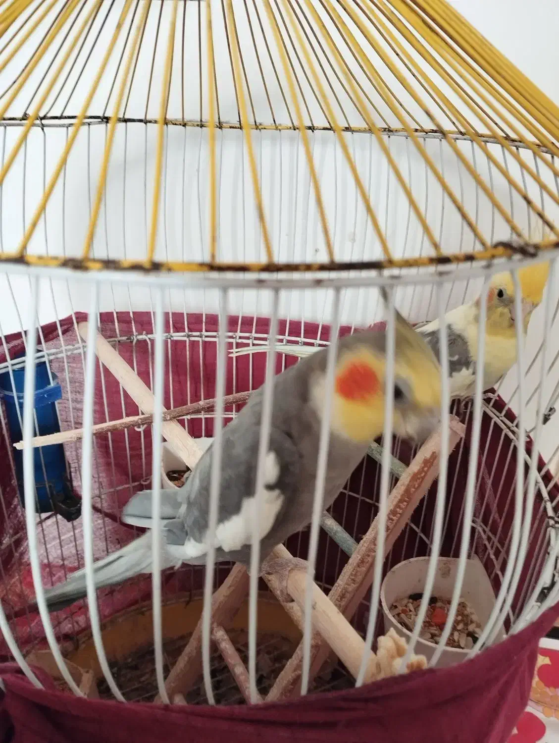 دو عدد عروس هلندی|پرنده|لولمان, |دیوار