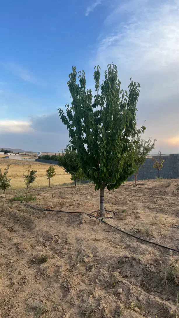 باغ کودیان آبپرده|فروش خانه و ویلا|شیراز, کودیان|دیوار