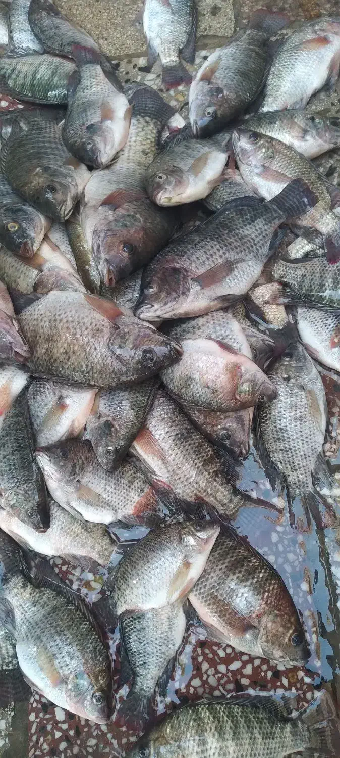 ماهی شانک صید الان|ماهی|شوشتر, |دیوار