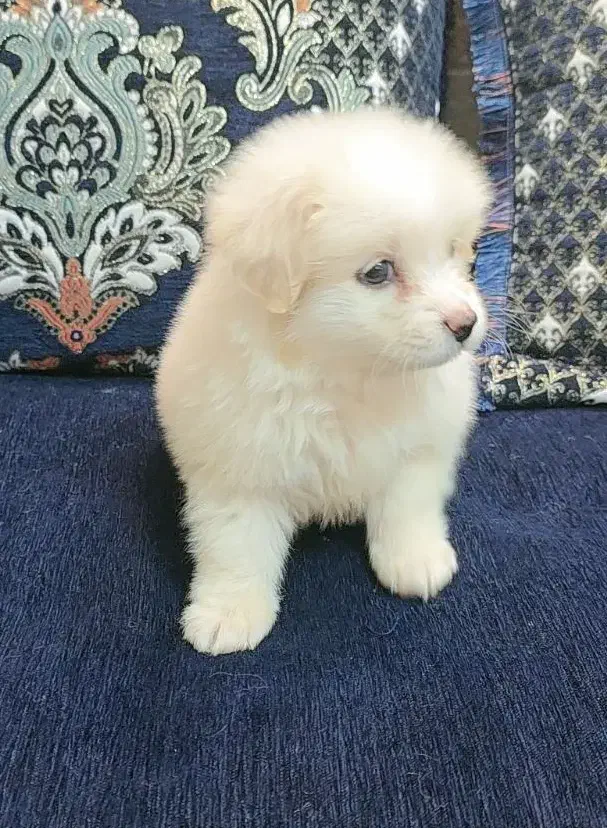 فروش یه عد سگ پامرانی|سگ|جهرم, |دیوار