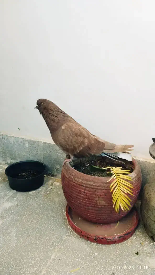 کبوتر پرشی|پرنده|پردیس, فاز ۲|دیوار