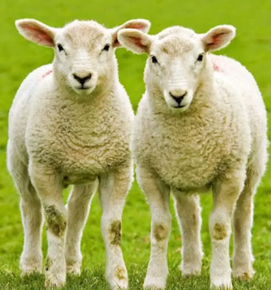 فروش تلفنی دام براتولد نوزاد وعروسی بره زنده ffff|حیوانات مزرعه|تهران, مهران (سیدخندان)|دیوار