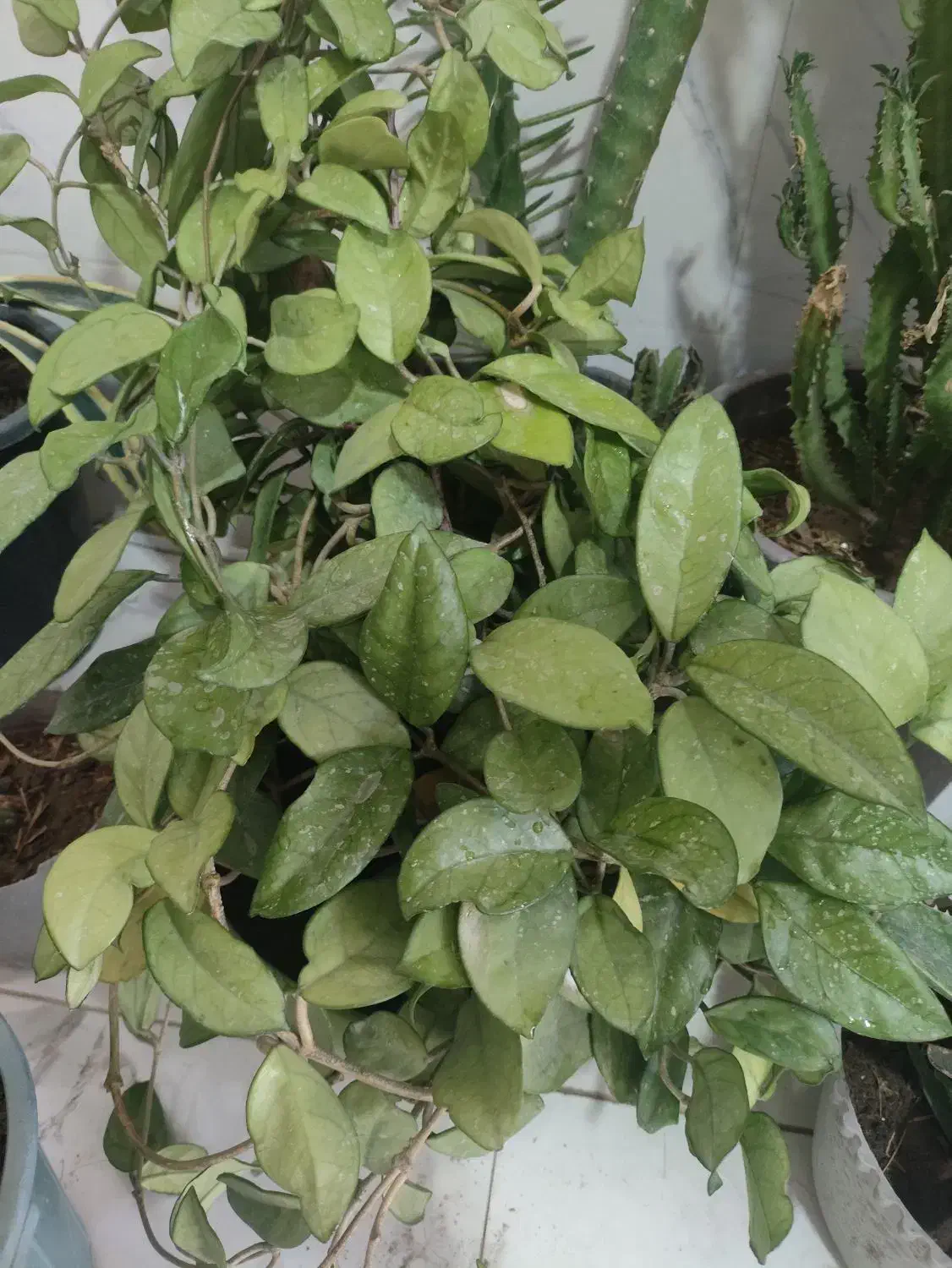 گل خانگی زیبا|گل و گیاه طبیعی|نوشین شهر, |دیوار