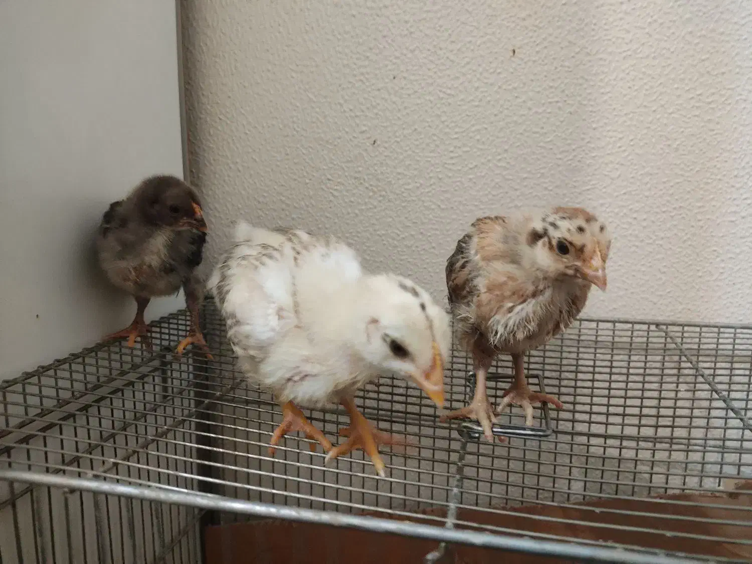 جوجه مرغ|حیوانات مزرعه|شاهین‌شهر, شهرک منازل چوبی|دیوار