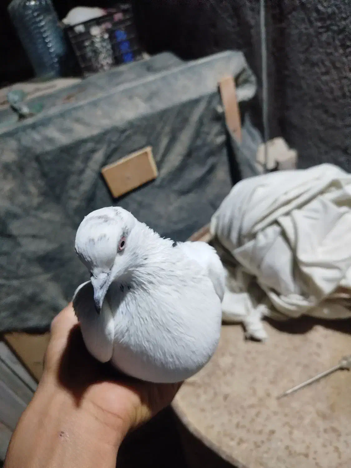 کبوتر|پرنده|قشم, |دیوار