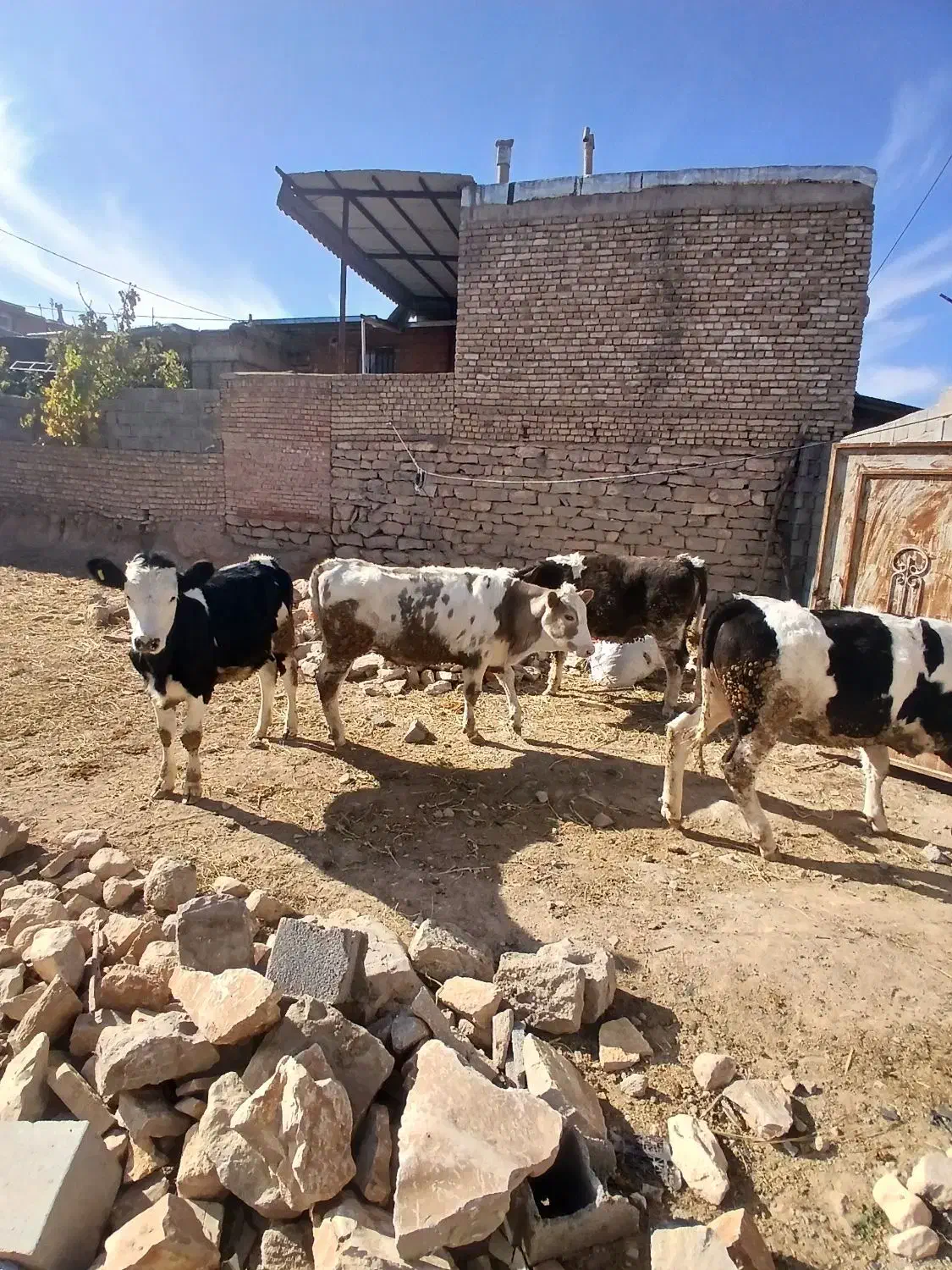 گاوه شیر ده وتلیسه|حیوانات مزرعه|بجنورد, |دیوار