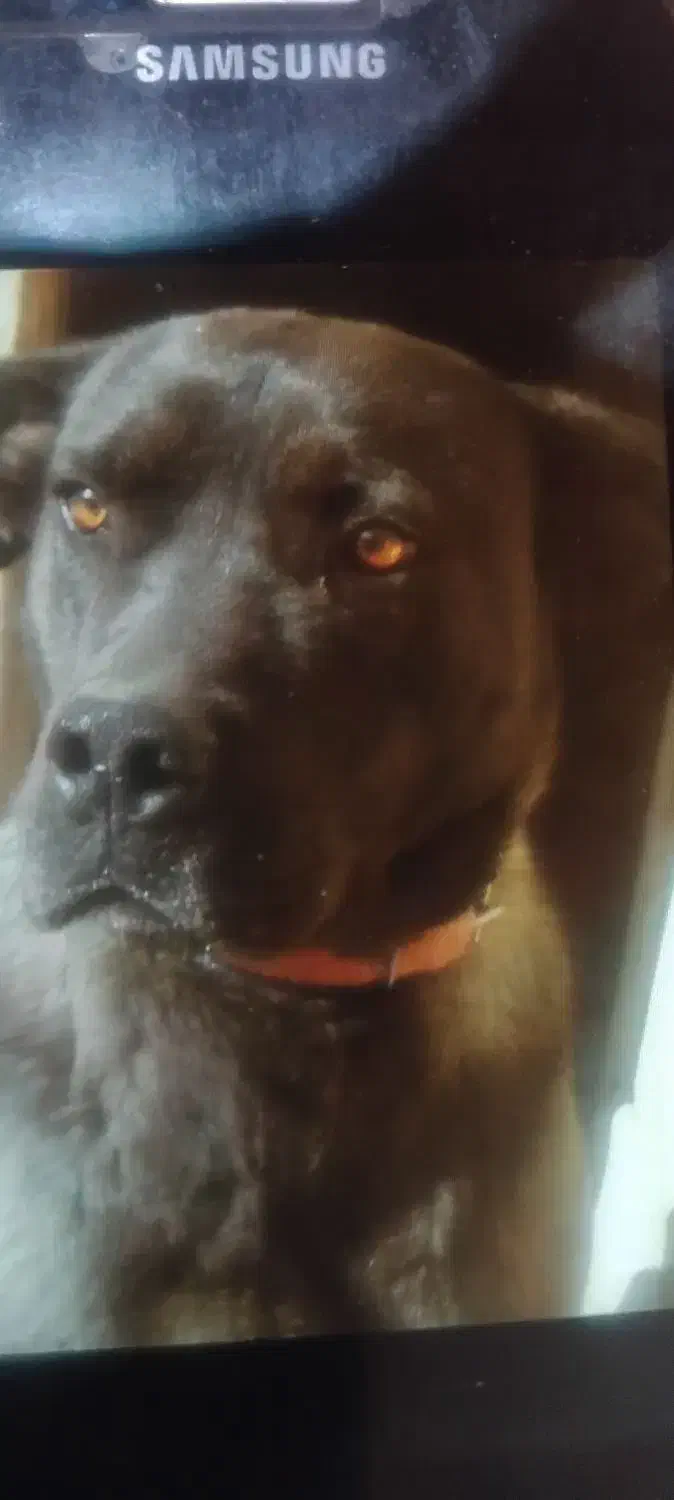 سگ نگهبان|سگ|قوچان, |دیوار