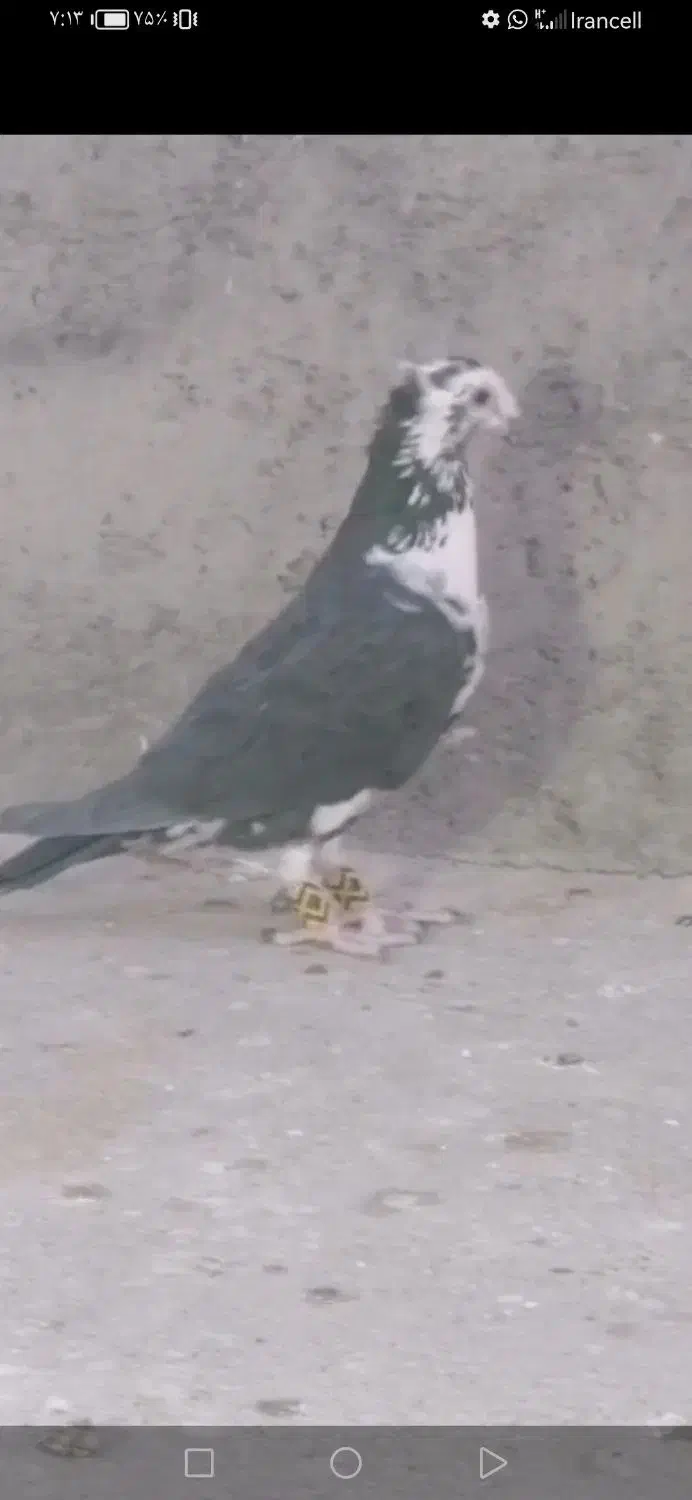 نر کشکی سینه سفید کاکل|پرنده|لار, |دیوار