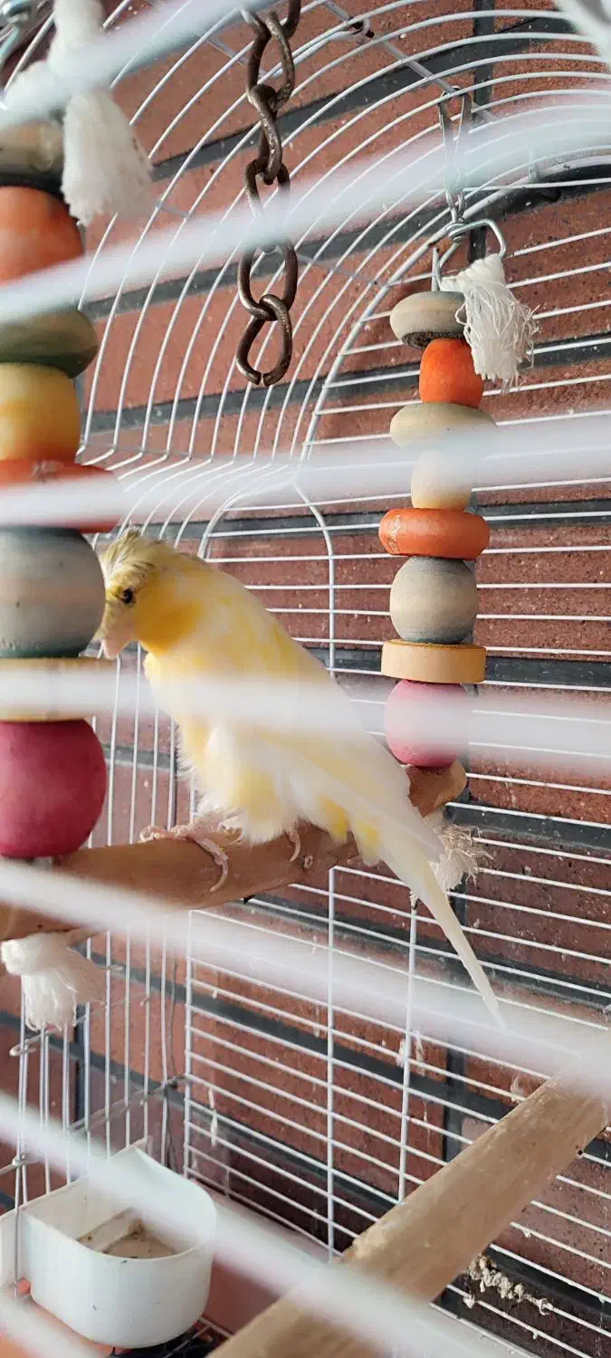 قناری کلاستر نر|پرنده|سبزوار, کاشفی شمالی (دادگستری)|دیوار