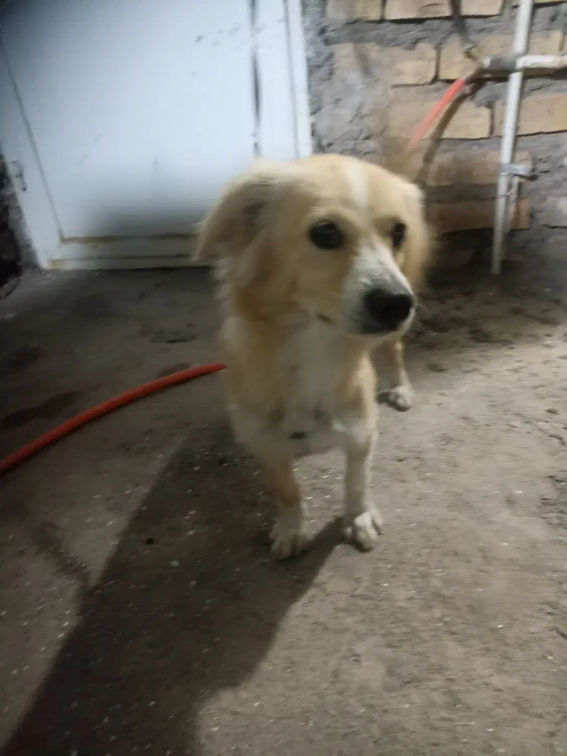 سگ اشپیتز میکس|سگ|کرمان, |دیوار