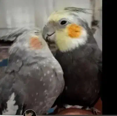 جفت عروس هلندی|پرنده|جیرفت, |دیوار