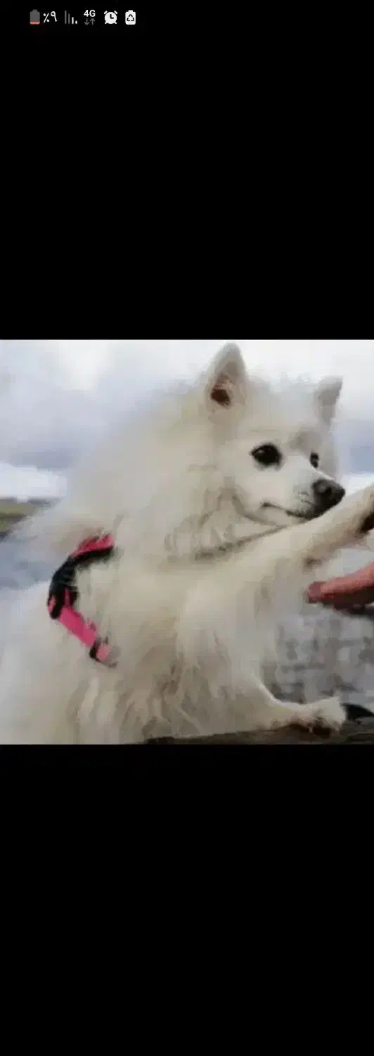 سگ گمشده|حیوانات|اهر, |دیوار