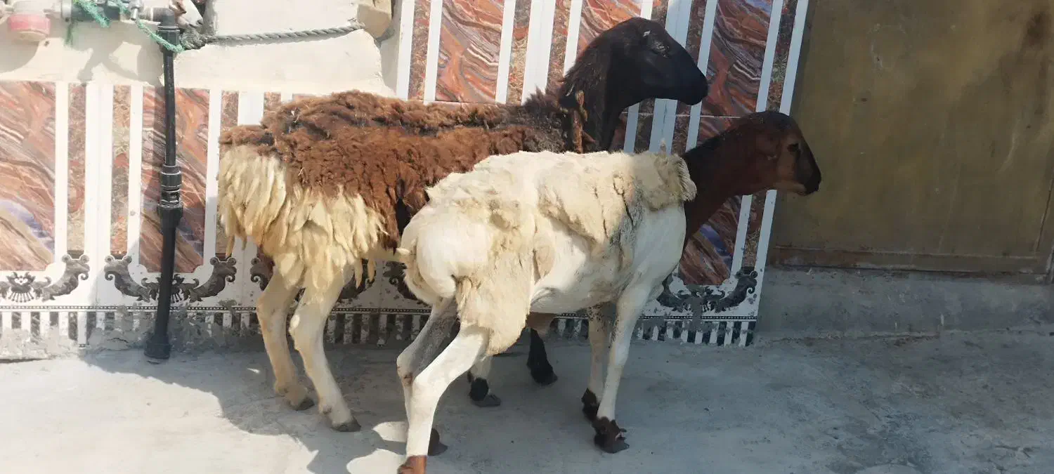 بره نر و ماده|حیوانات مزرعه|قشم, |دیوار