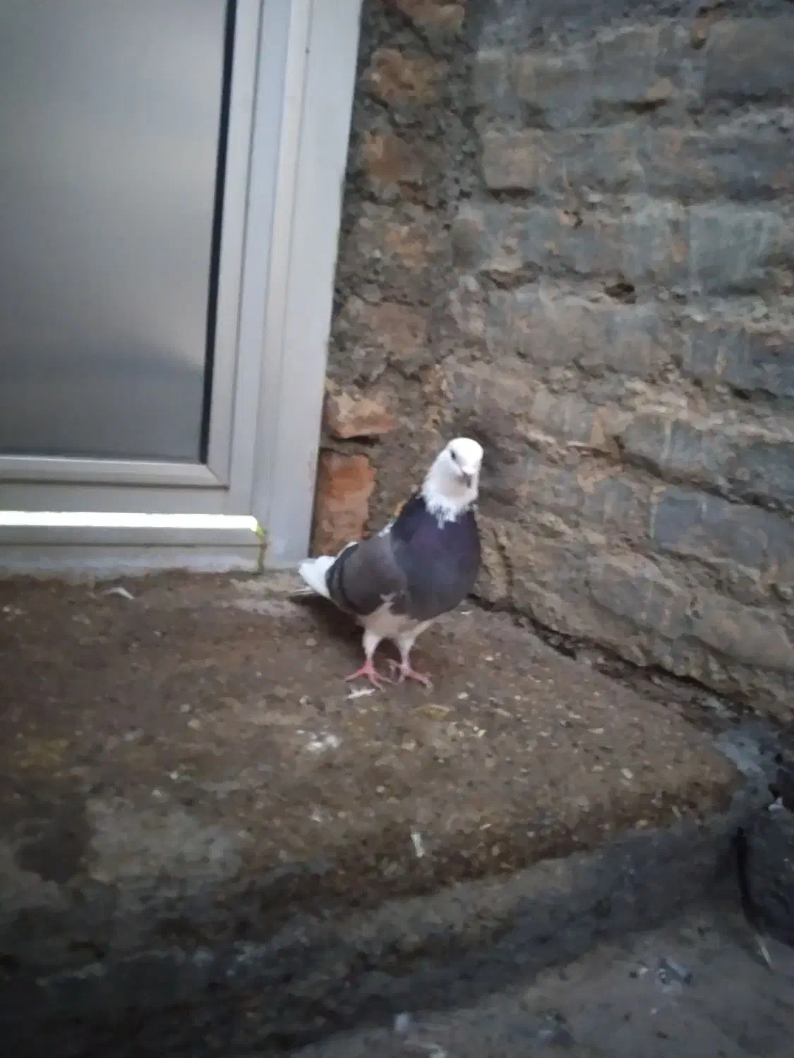 یه دونه کبوتر شازده ماده|پرنده|میاندوآب, |دیوار