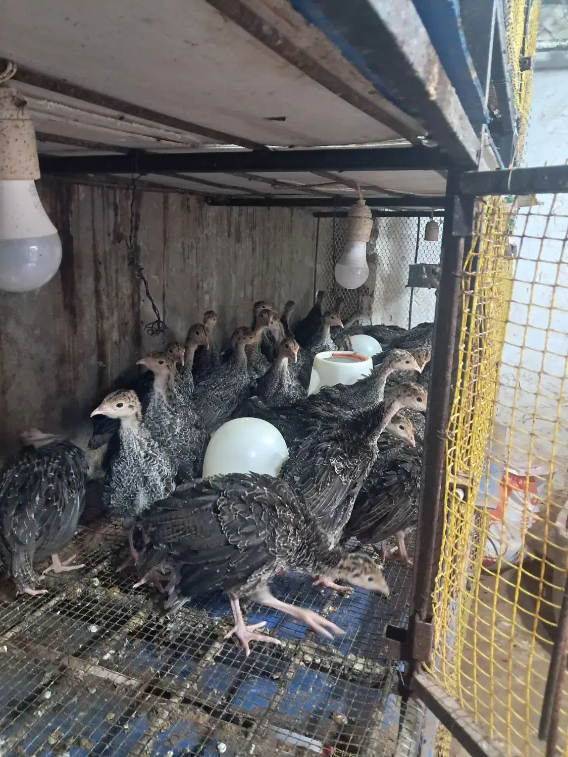 جوجه بوقلمون برنز با کیفیت|حیوانات مزرعه|قائم‌شهر, |دیوار