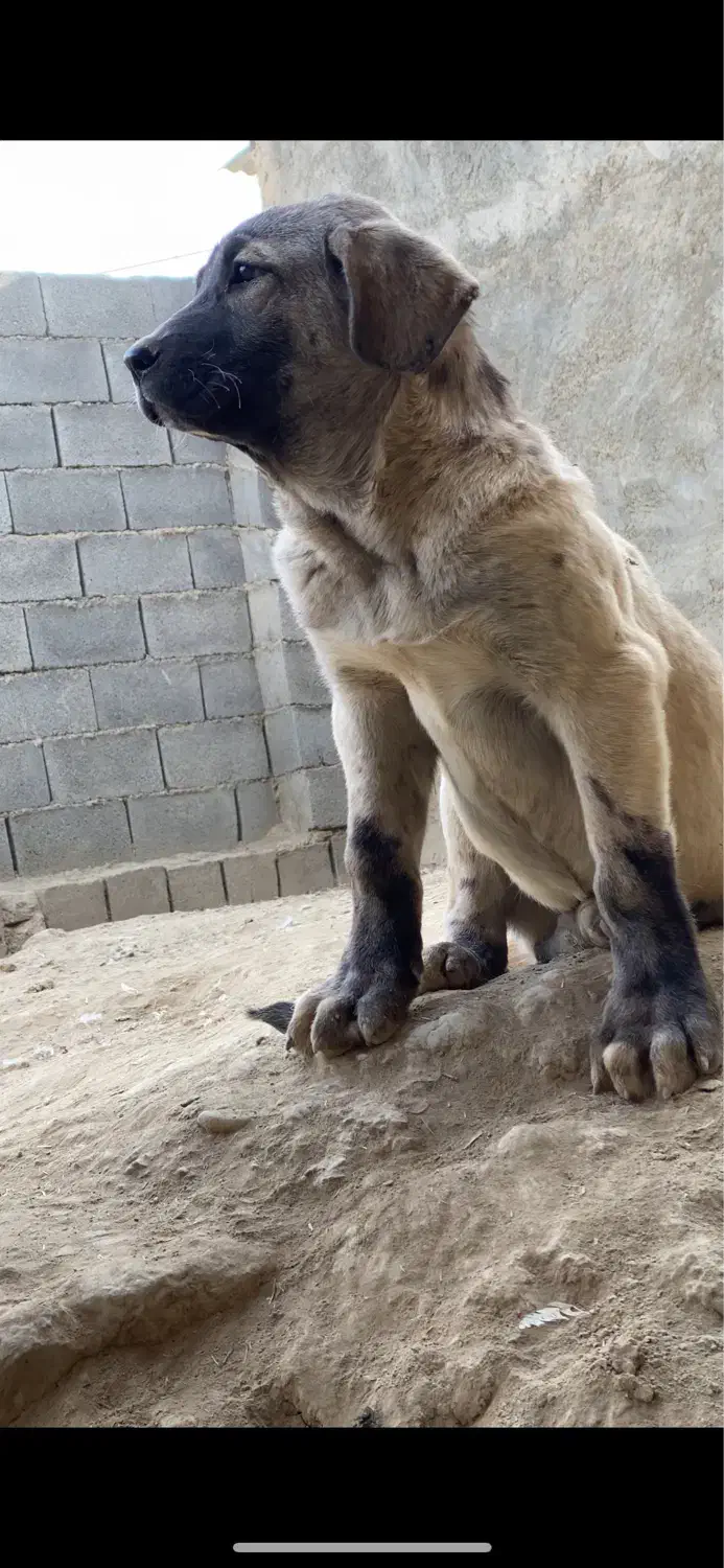 واگذاری دو پژدر نر و ماده|سگ|کرمانشاه, |دیوار