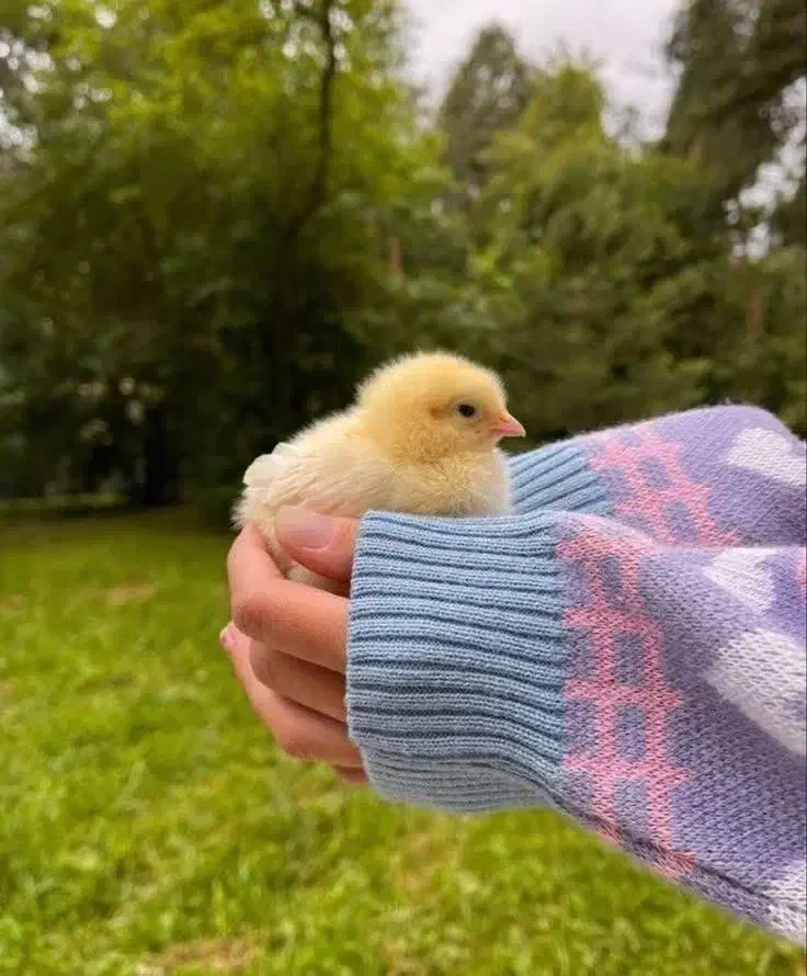 خروس|حیوانات مزرعه|نورآباد, |دیوار