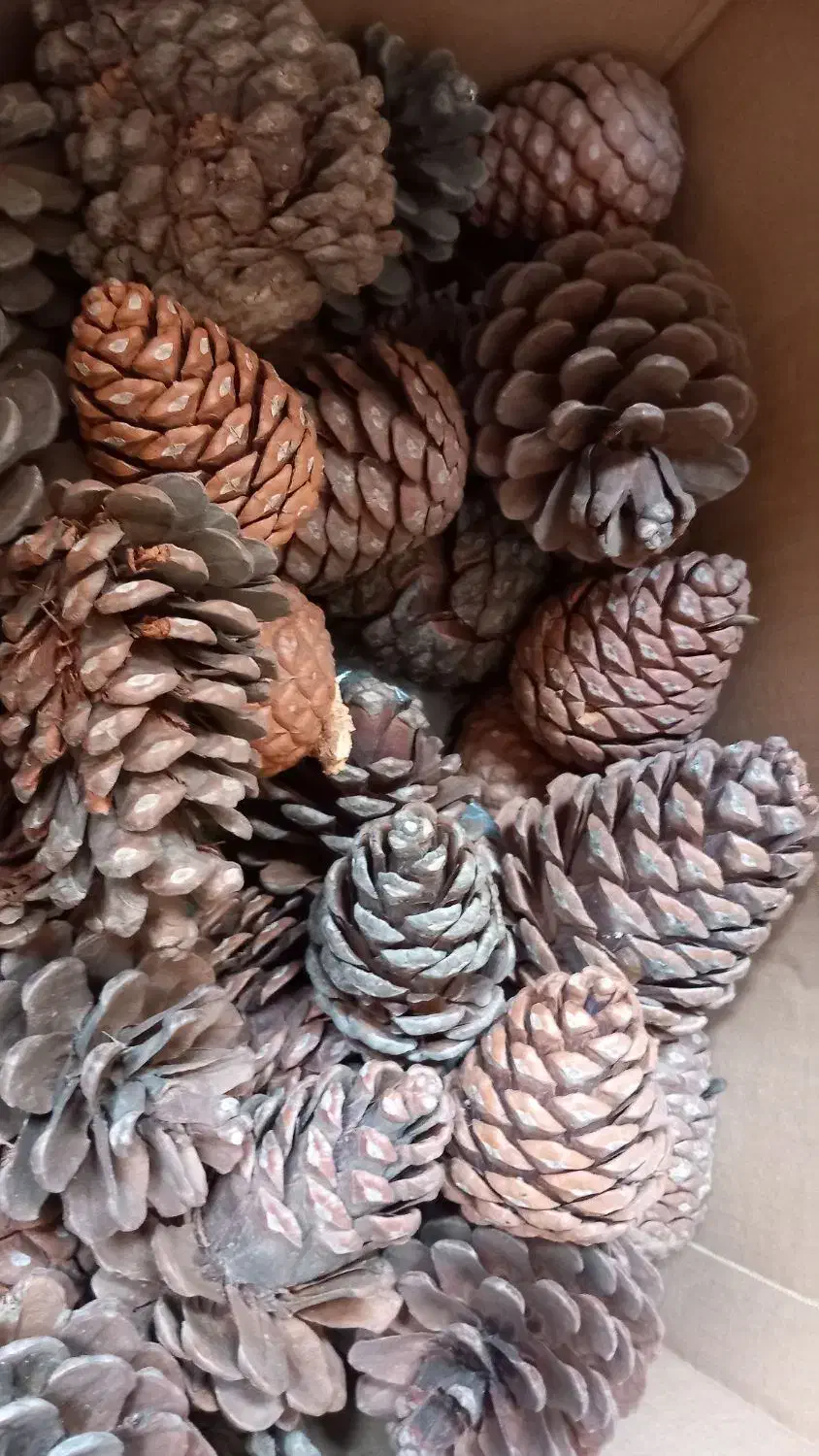 کاج خشک|گل و گیاه طبیعی|اهواز, نادری|دیوار