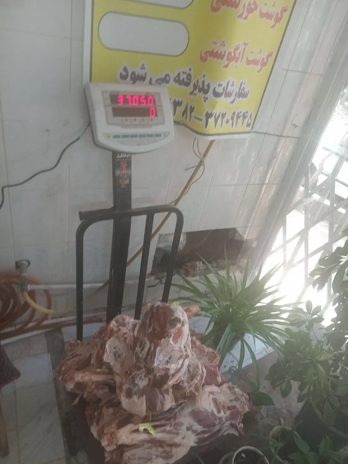 گوشت گوساله و گوسفندی  توجه گوست گوساله ۴۹۰ هزار ت|خوردنی و آشامیدنی|قم, در بهشت|دیوار