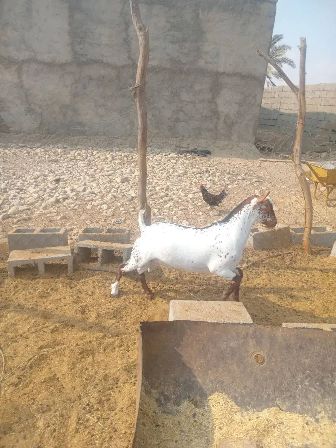 نهری|حیوانات مزرعه|قلعه قاضی, |دیوار