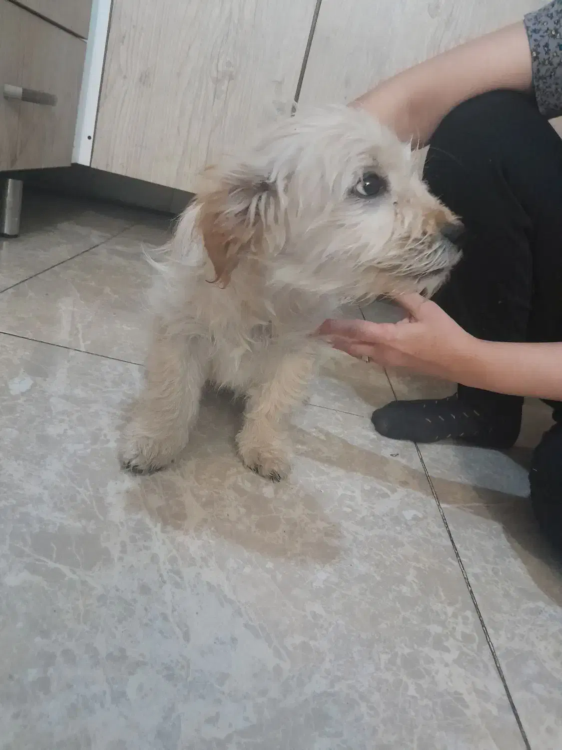 سگ شیتزو اصل|سگ|اراک, |دیوار