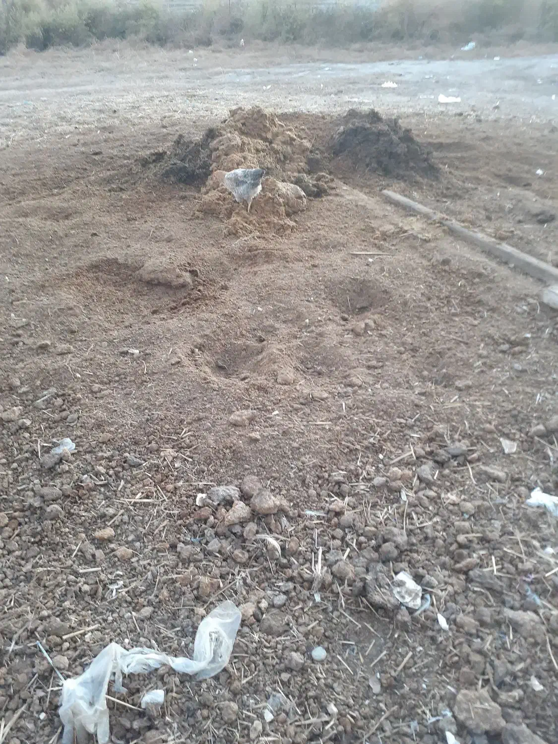 کود دامی گاو|خدمات باغبانی و درختکاری|پارس‌آباد, |دیوار