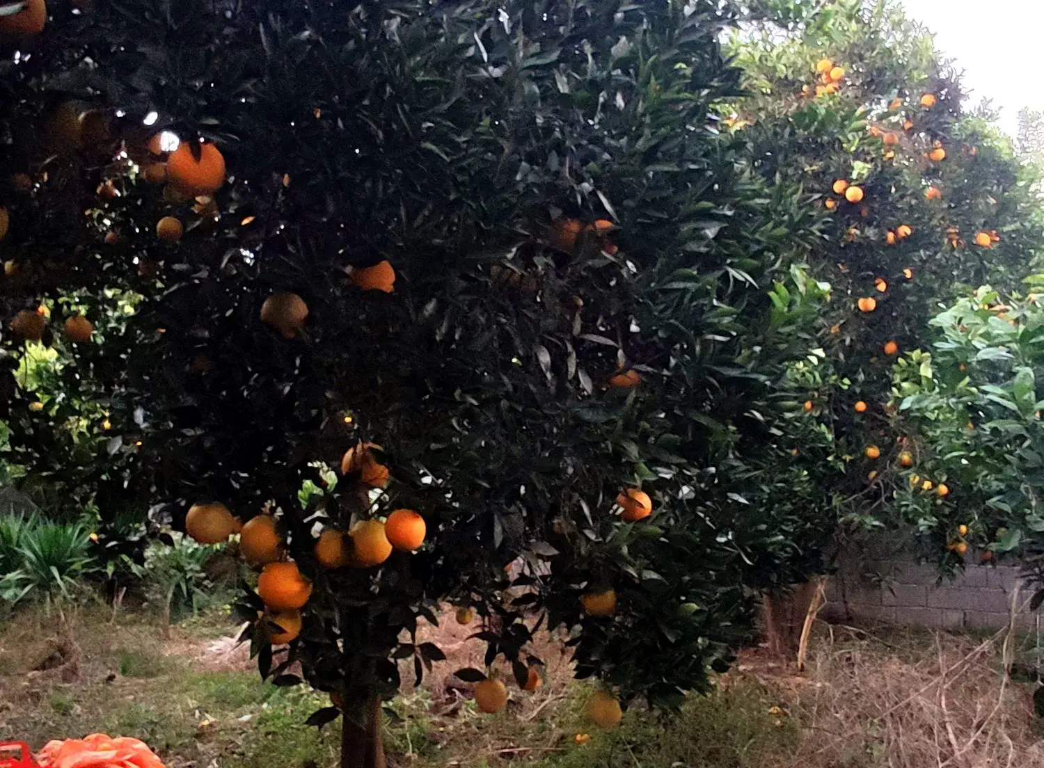 پرتقال تامسون سردرختی|خوردنی و آشامیدنی|دابودشت, |دیوار