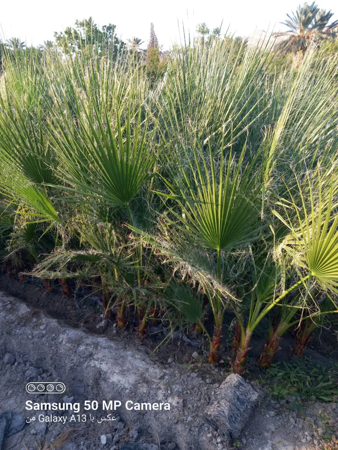 نهال سروناز شیراز|خدمات باغبانی و درختکاری|تهران, آرژانتین|دیوار