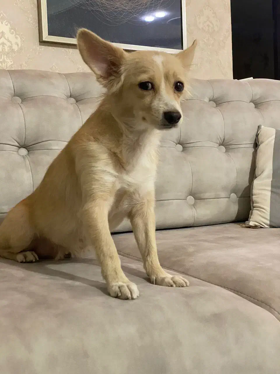 واگذاری سگ اشپیتز|سگ|قدس, شهر‌قدس|دیوار