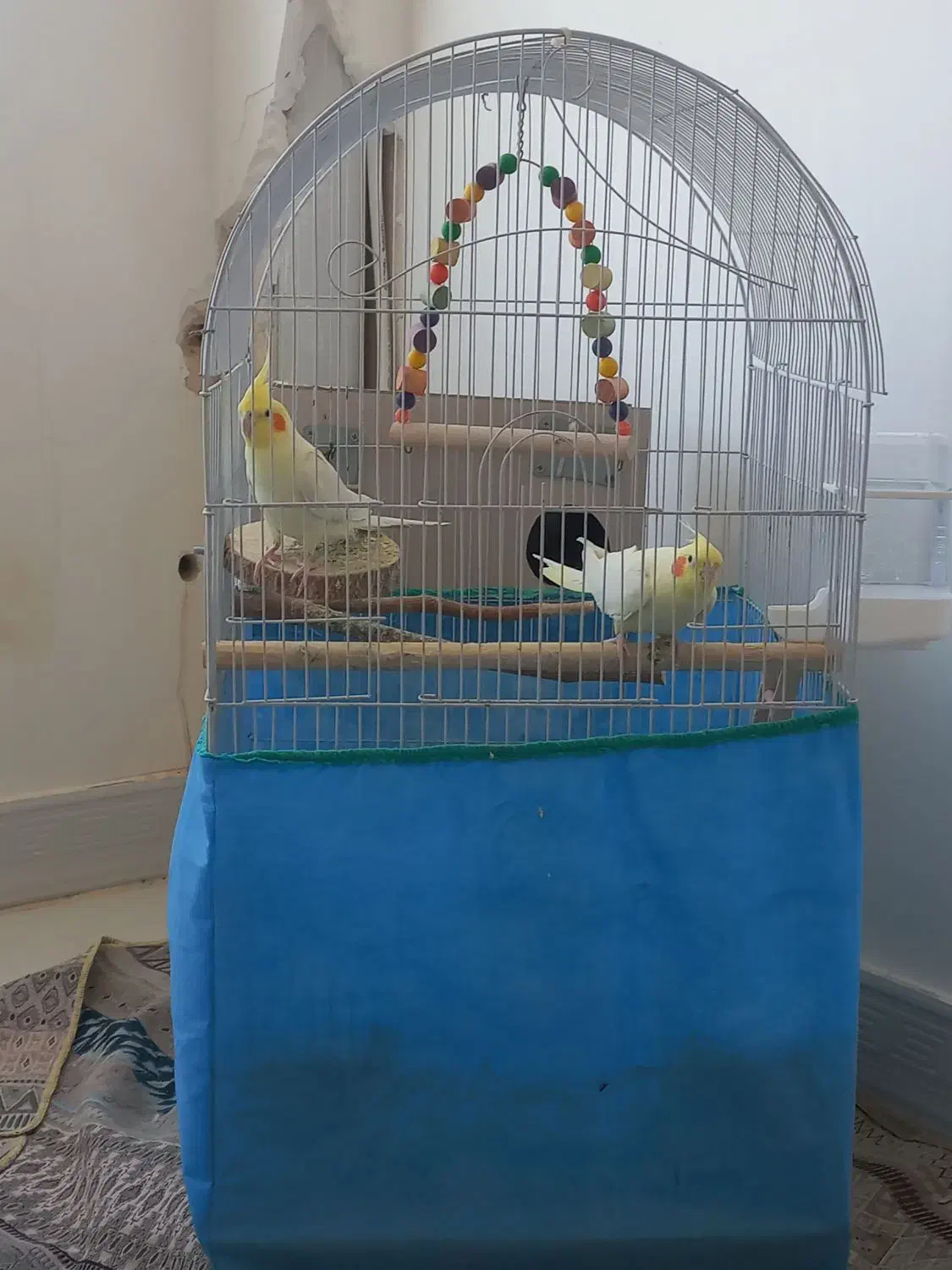 یک جفت عروس هلندی|پرنده|فامنین, |دیوار