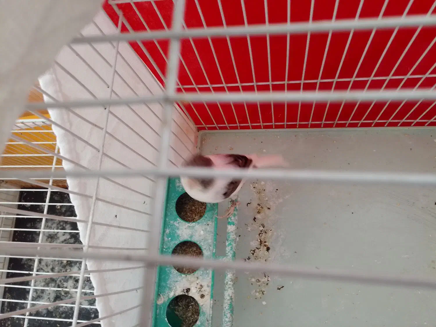 قناری|پرنده|گلمکان, |دیوار