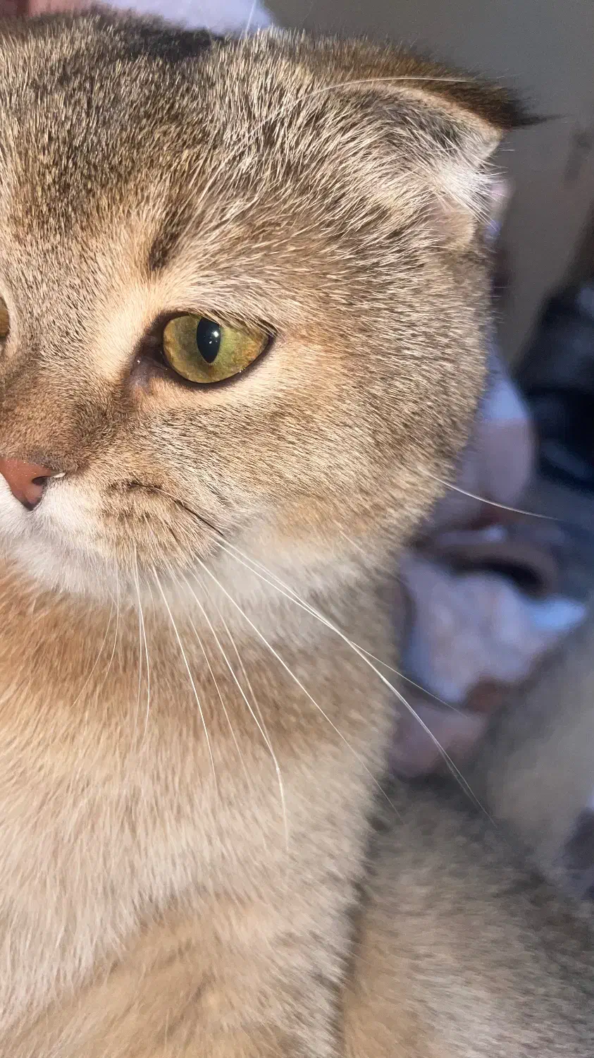 گربه های اسکاتیش بریتیش|گربه|ری, دولتآباد|دیوار