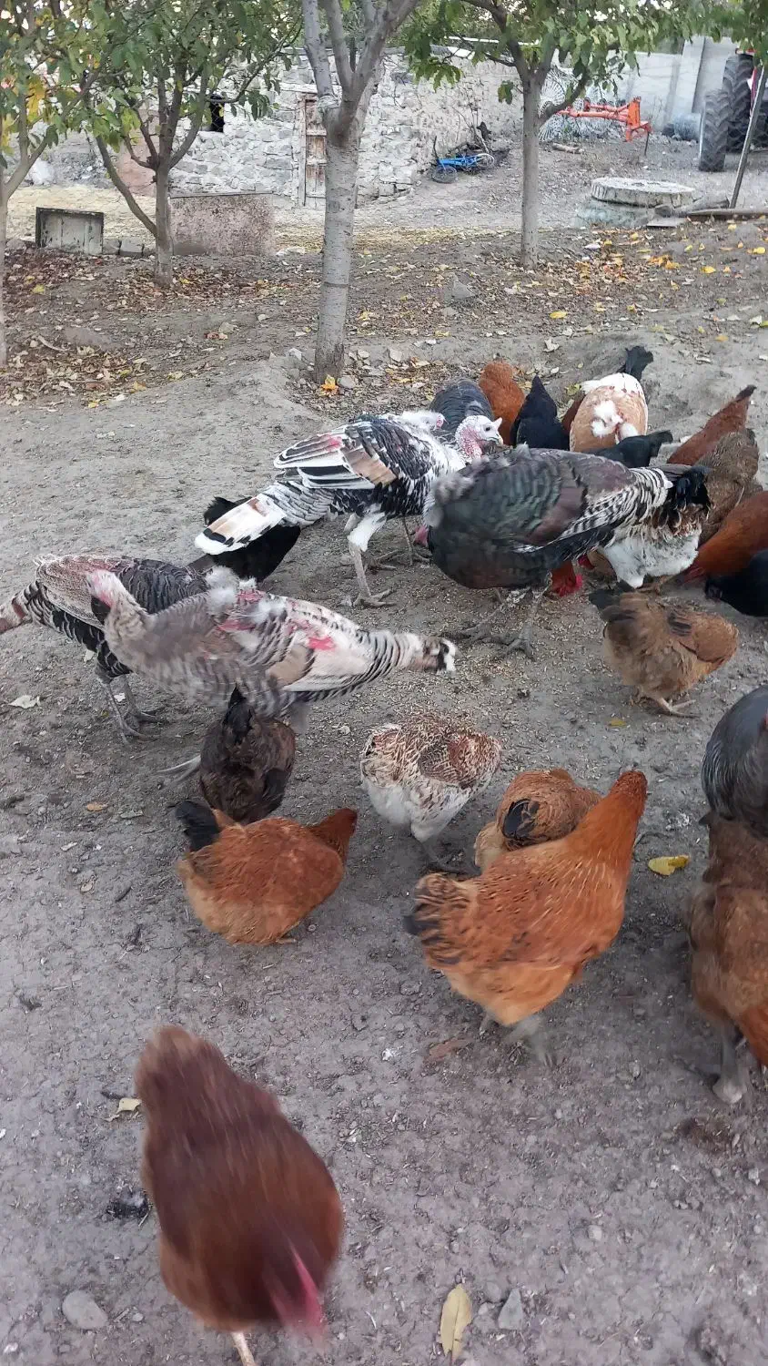 بوقلمون طبیعی|حیوانات مزرعه|آبش احمد, |دیوار