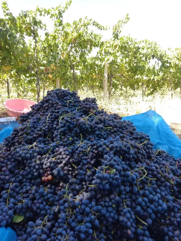 مویز کشمش بی دانه ی سیاه|خوردنی و آشامیدنی|بجنورد, |دیوار