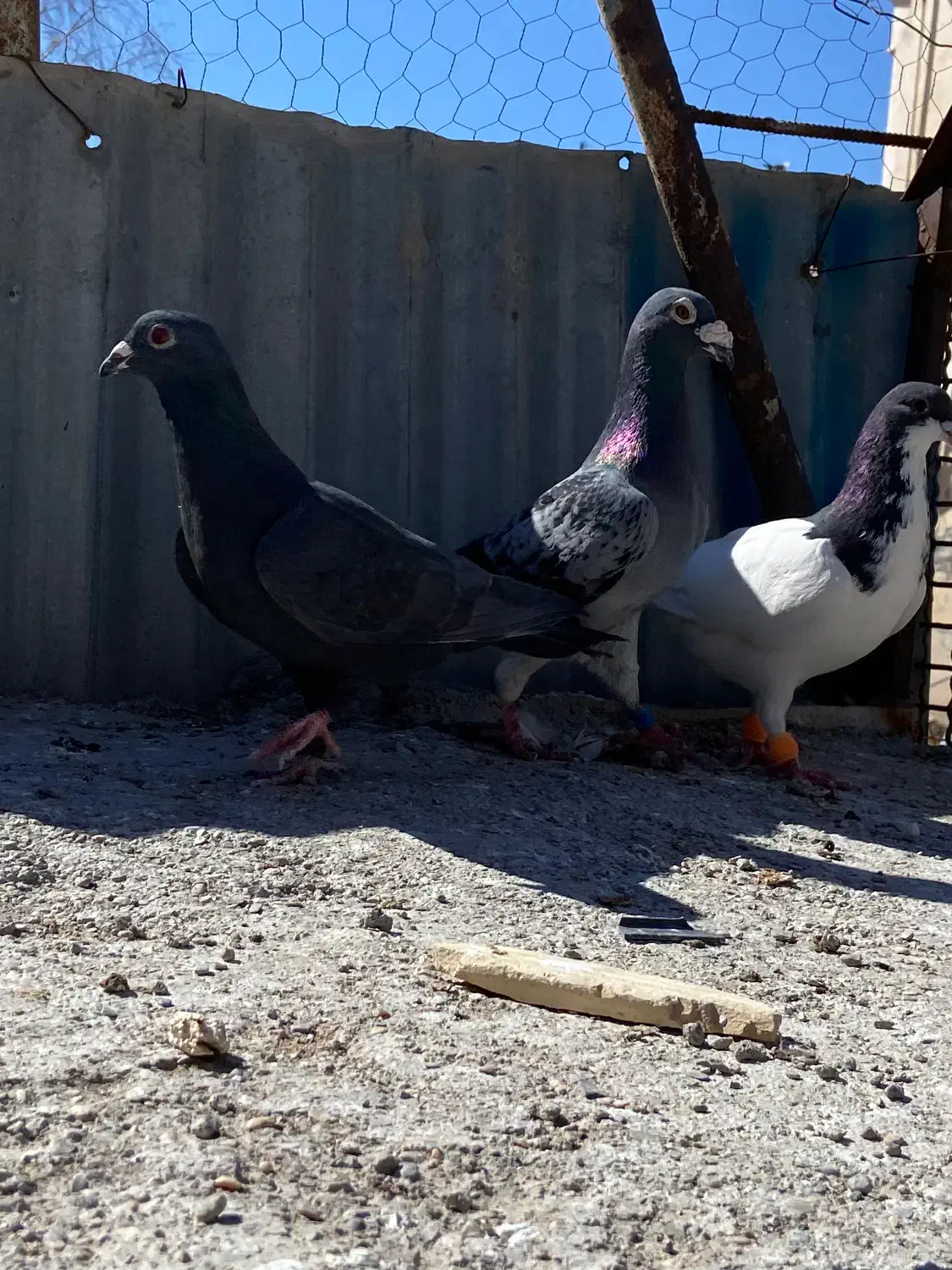 کفتر|حیوانات|تاکستان, |دیوار