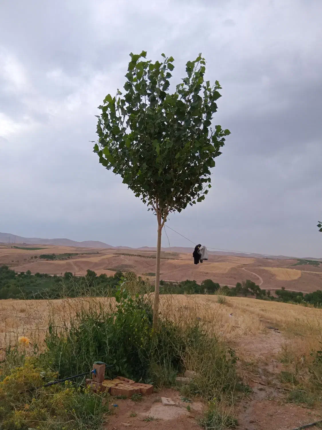 باغ|فروش زمین و ملک کلنگی|زنجان, |دیوار