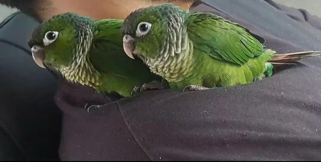 طوطی گرینچیک بلک کپ|پرنده|قائم‌شهر, |دیوار