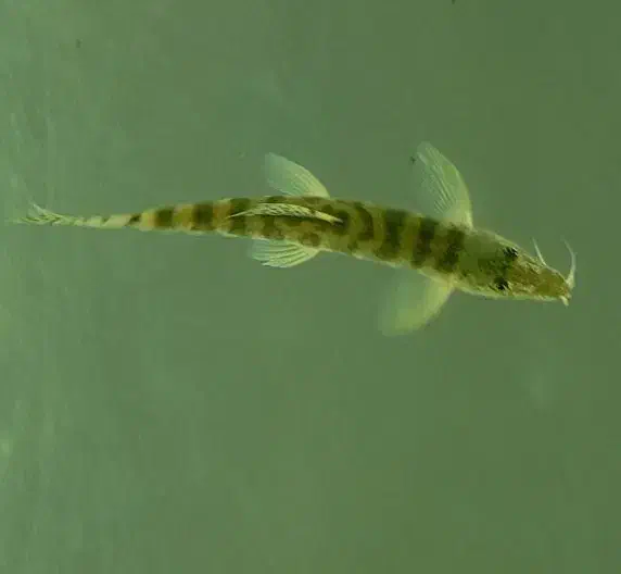 ماهی آکواریومی لوچ|ماهی|زابل, |دیوار