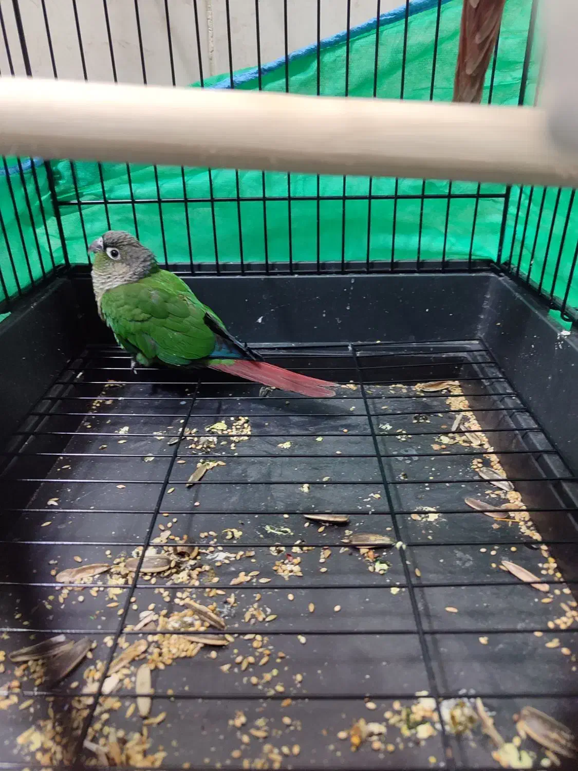 گرینچیک|پرنده|قم, آزادگان|دیوار