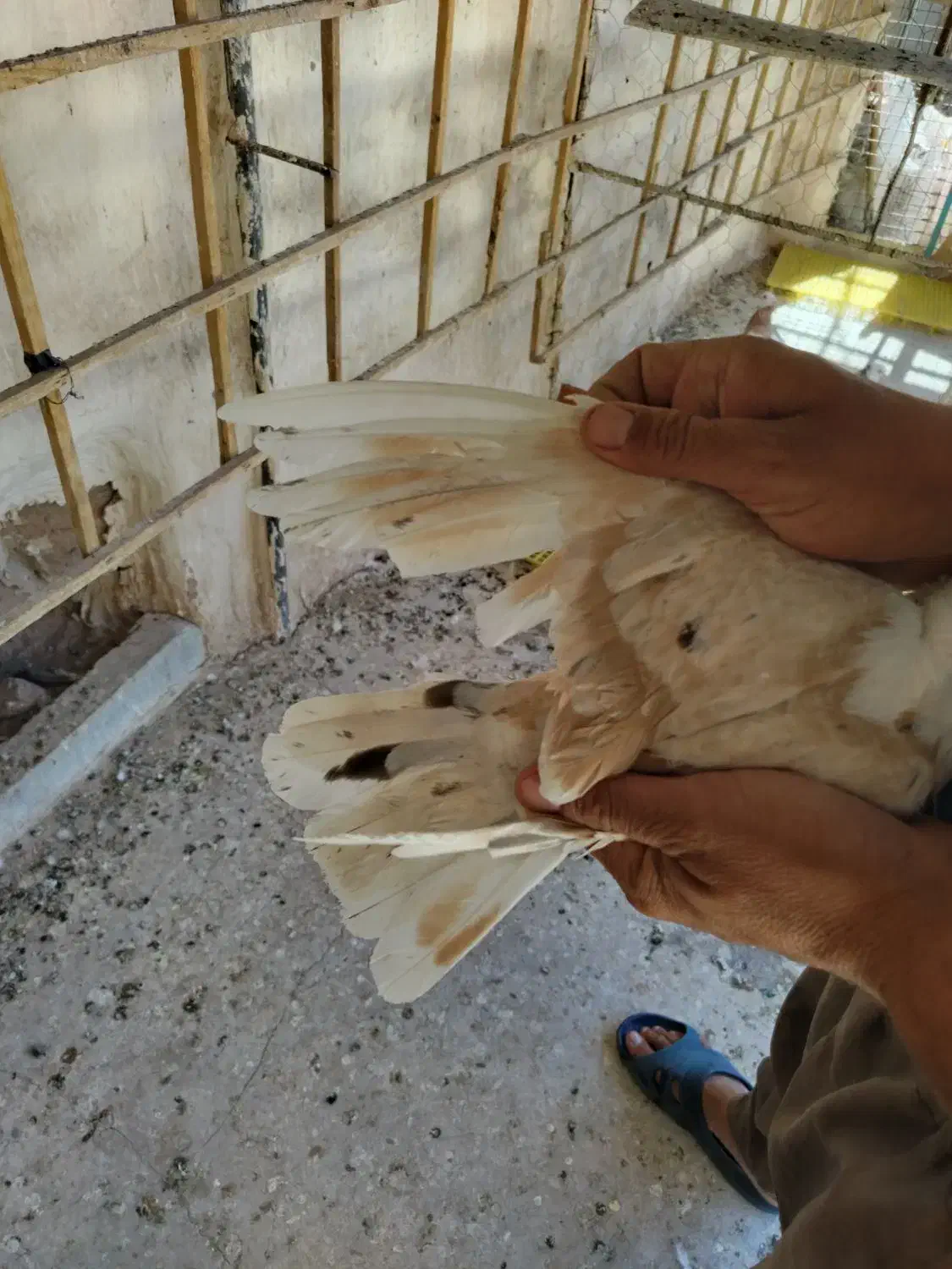 کربلایی کلاغ کاکل|پرنده|نیشابور, فردوسی جنوبی|دیوار