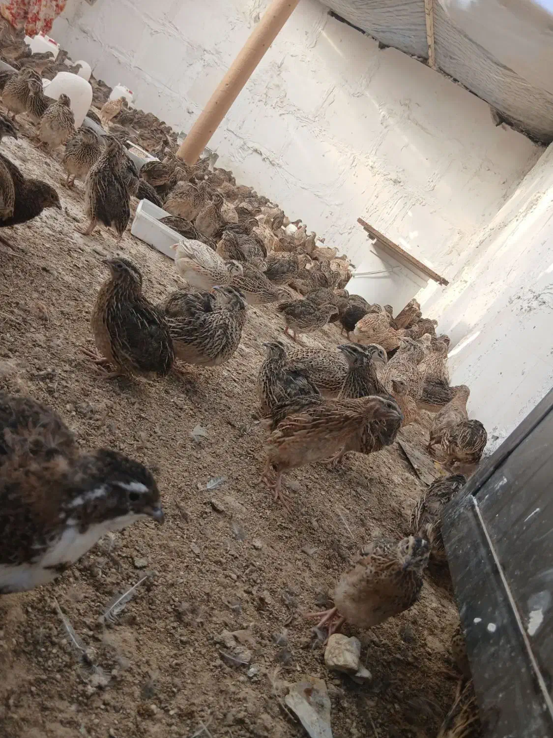 تخم بلدرچین نطفه دارضمانتی 5هزار بلدرچین بالغ75|حیوانات مزرعه|زاهدان, |دیوار